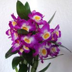 Dendrobium