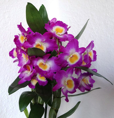 Dendrobium