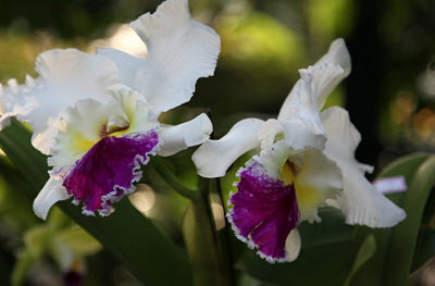 cattleya