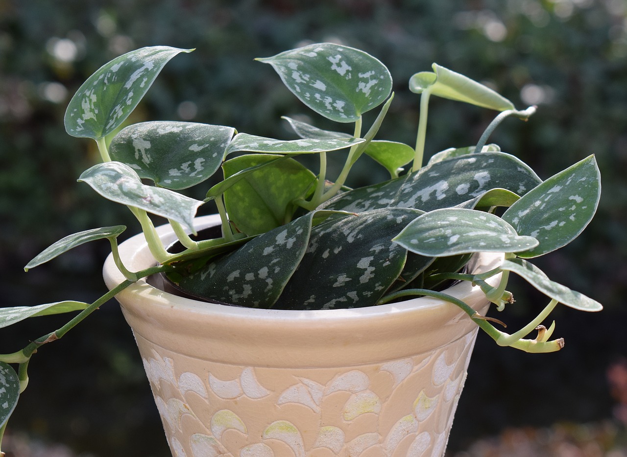 philodendron silva